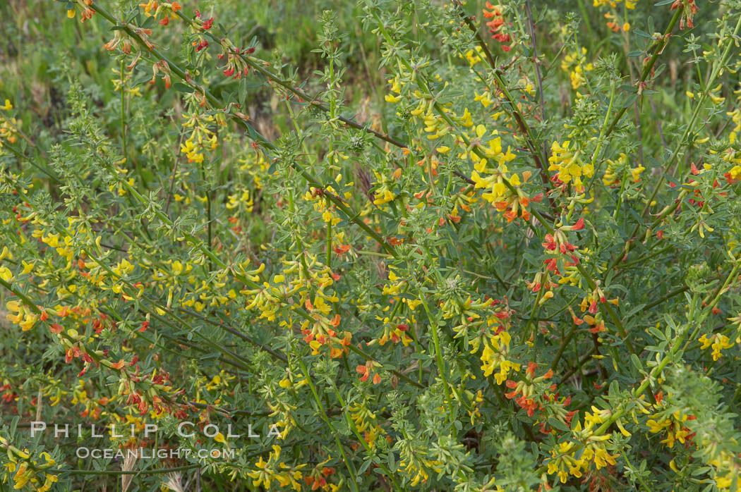California broom, common deerweed.  The flowers, originally yellow in color, turn red after pollination.  Batiquitos Lagoon, Carlsbad. USA, Lotus scoparius scoparius, natural history stock photograph, photo id 11340