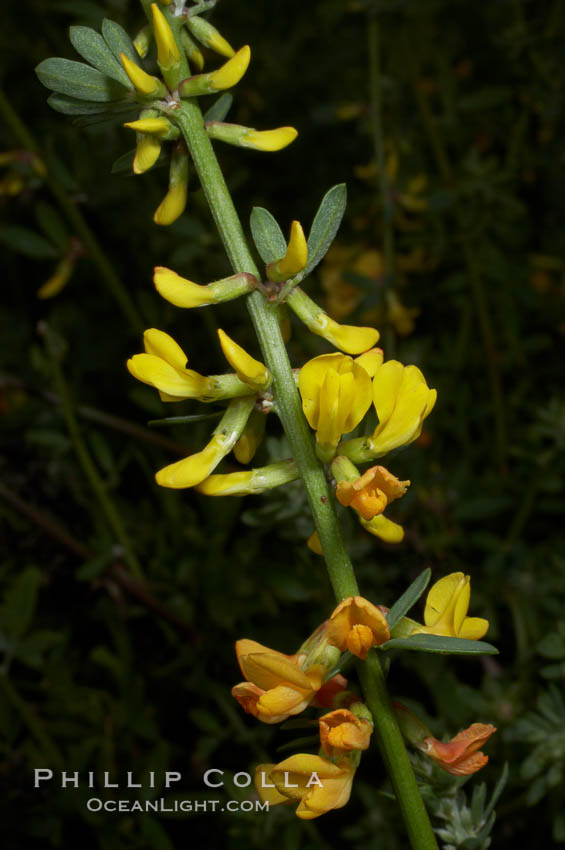 California broom, common deerweed.  The flowers, originally yellow in color, turn red after pollination.  Batiquitos Lagoon, Carlsbad. USA, Lotus scoparius scoparius, natural history stock photograph, photo id 11344