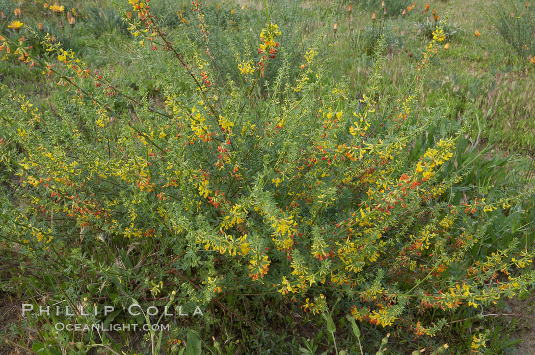 California broom, common deerweed.  The flowers, originally yellow in color, turn red after pollination.  Batiquitos Lagoon, Carlsbad. USA, Lotus scoparius scoparius, natural history stock photograph, photo id 11339