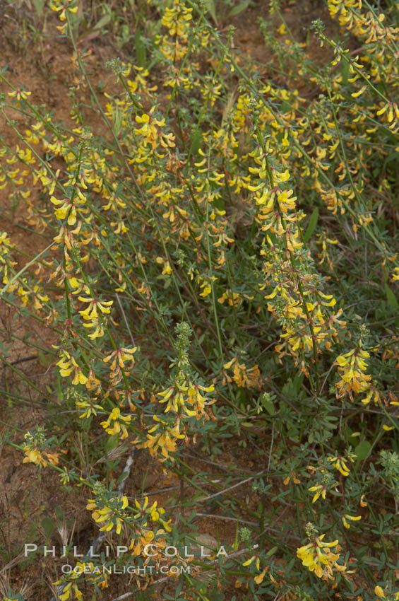 California broom, common deerweed.  The flowers, originally yellow in color, turn red after pollination.  Batiquitos Lagoon, Carlsbad. USA, Lotus scoparius scoparius, natural history stock photograph, photo id 11337