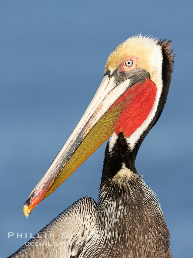 California brown pelican adult winter breeding plumage portrait, showing brown hind neck nape, bright red gular pouch and yellow head, with white trim and yellow chevron on the chest. La Jolla, USA, Pelecanus occidentalis, Pelecanus occidentalis californicus, natural history stock photograph, photo id 38966