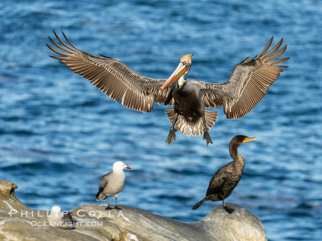 California brown pelican in flight, spreading wings wide to slow in anticipation of landing on seacliffs. Note the classic winter breeding plumage, with bright red throat, yellow and white head and neck, and brown hind neck. Other birds at the periphery of the image hint at how crowded the cliff is. La Jolla, USA, Pelecanus occidentalis, Pelecanus occidentalis californicus, natural history stock photograph, photo id 40069