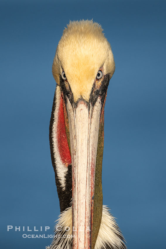 Study of a California brown pelican in winter breeding plumage, yellow head, red and olive throat, pink skin around the eye, brown hind neck with some white neck side detail, Pelecanus occidentalis, Pelecanus occidentalis californicus, La Jolla