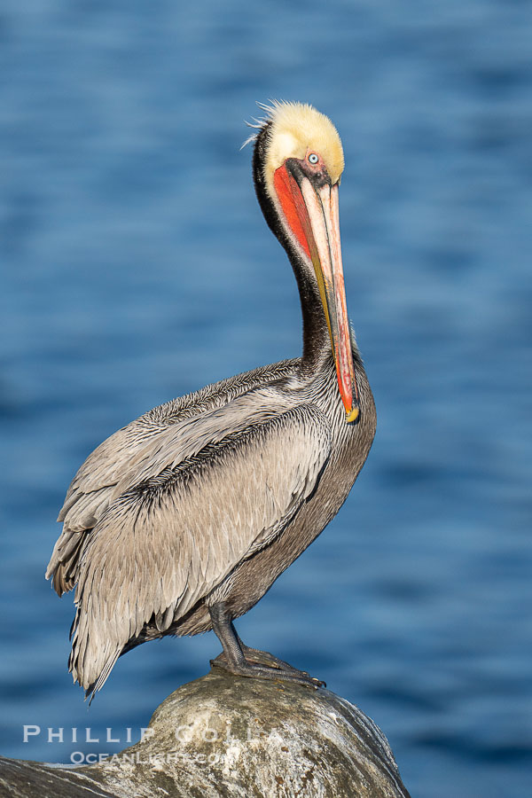 Perfect California brown pelican breeding plumage portrait, with brown hind neck, yellow head and bright red throat, perched on rock over the Pacific Ocean in La Jolla., Pelecanus occidentalis, Pelecanus occidentalis californicus, natural history stock photograph, photo id 41450