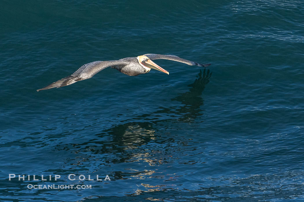 California Brown pelican catching updraft from a passing wave. Winter adult non-breeding plumage, La Jolla