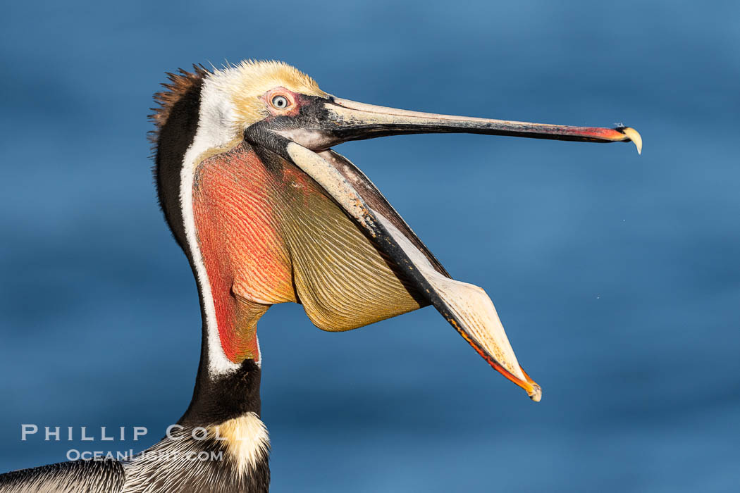 California Brown Pelican claps its jaws mandibles, sometimes rapidly several times, perhaps to dislodge debris or simply because its fun and feels good. This is not the same as the 