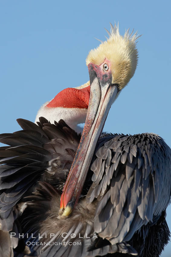 A brown pelican preening, reaching with its beak to the uropygial gland (preen gland) near the base of its tail.  Preen oil from the uropygial gland is spread by the pelican's beak and back of its head to all other feathers on the pelican, helping to keep them water resistant and dry. La Jolla, California, USA, Pelecanus occidentalis, Pelecanus occidentalis californicus, natural history stock photograph, photo id 19946