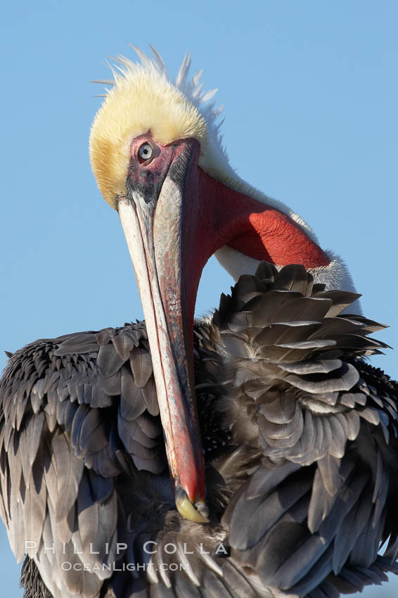 A brown pelican preening, reaching with its beak to the uropygial gland (preen gland) near the base of its tail.  Preen oil from the uropygial gland is spread by the pelican's beak and back of its head to all other feathers on the pelican, helping to keep them water resistant and dry. La Jolla, California, USA, Pelecanus occidentalis, Pelecanus occidentalis californicus, natural history stock photograph, photo id 19954