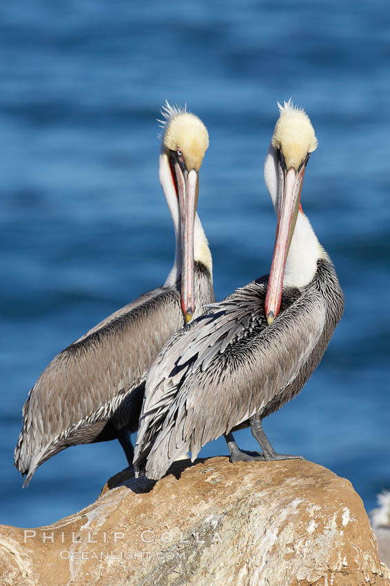 Brown pelicans preening.  After wiping its long beak on the uropygial gland near the base of its tail, the pelican spreads the preen oil on feathers about its body, helping to keep them water resistant, an important protection for a bird that spends much of its life diving in the ocean for prey. La Jolla, California, USA, Pelecanus occidentalis, Pelecanus occidentalis californicus, natural history stock photograph, photo id 20034