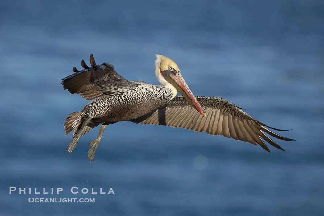 Brown pelican spreads its enormous wings to slow before landing on seaside cliffs.  Brown pelicans appear awkward but in fact are superb and efficient fliers, ranging far over the ocean in search of fish to dive upon.  They typically nest on offshore islands and inaccessible ocean cliffs.  The California race of the brown pelican holds endangered species status.  In winter months, breeding adults assume a dramatic plumage. La Jolla, California, USA, Pelecanus occidentalis, Pelecanus occidentalis californicus, natural history stock photograph, photo id 20019