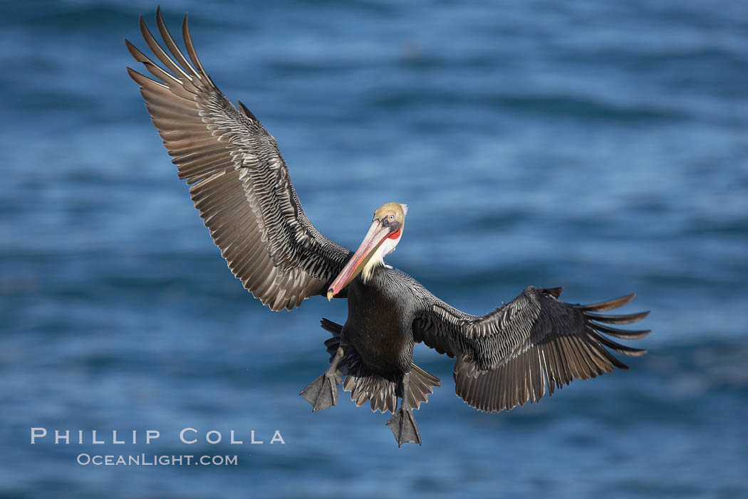 Brown pelican spreads its enormous wings to slow before landing on seaside cliffs. Brown pelicans appear awkward but in fact are superb and efficient fliers, ranging far over the ocean in search of fish to dive upon. They typically nest on offshore islands and inaccessible ocean cliffs. The California race of the brown pelican holds endangered species status. In winter months, breeding adults assume a dramatic plumage, Pelecanus occidentalis, Pelecanus occidentalis californicus, La Jolla