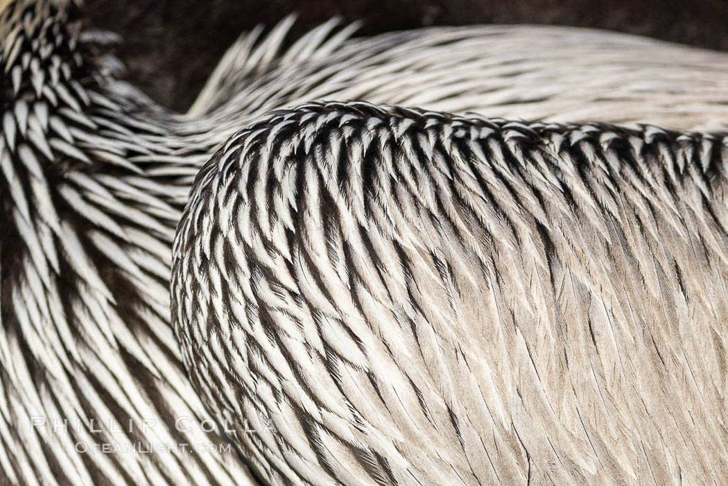 California brown pelican feather detail. La Jolla, USA, Pelecanus occidentalis, Pelecanus occidentalis californicus, natural history stock photograph, photo id 37747