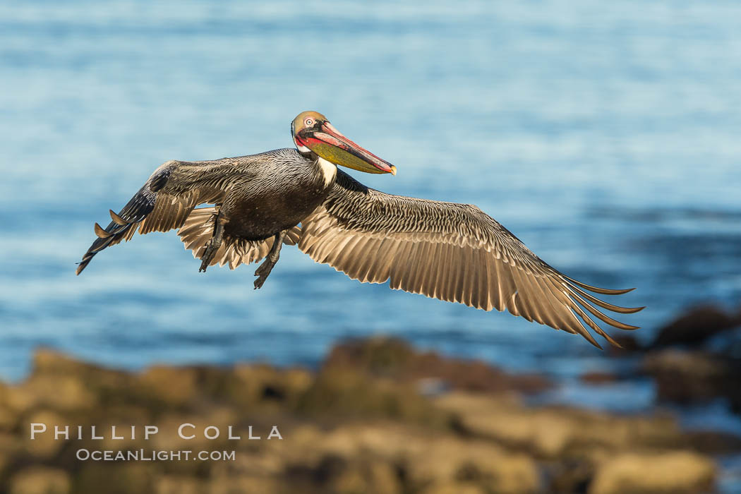 California brown pelican in flight. The wingspan of the brown pelican is over 7 feet wide. The California race of the brown pelican holds endangered species status. In winter months, breeding adults assume a dramatic plumage, Pelecanus occidentalis, Pelecanus occidentalis californicus, La Jolla