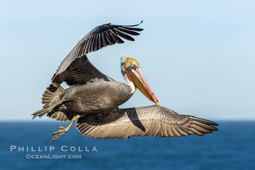 California brown pelican in flight, spreading wings wide to slow in anticipation of landing on seacliffs, Pelecanus occidentalis, Pelecanus occidentalis californicus