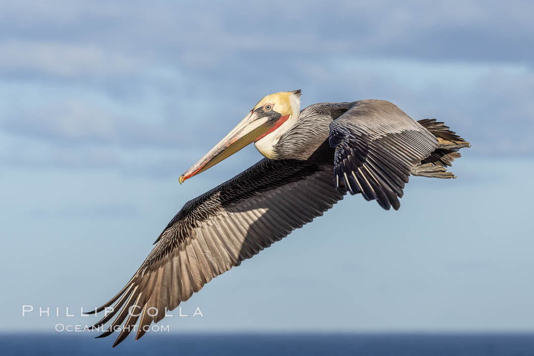 California Brown pelican in flight, soaring along sea cliffs above the ocean in La Jolla, California. The wingspan of the brown pelican is over 7 feet wide. The California race of the brown pelican holds endangered species status., Pelecanus occidentalis, Pelecanus occidentalis californicus, natural history stock photograph, photo id 37426