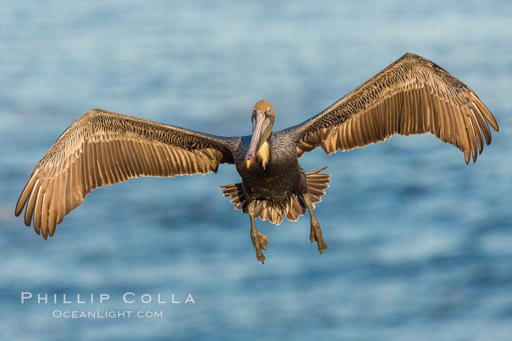 California brown pelican in flight. The wingspan of the brown pelican is over 7 feet wide. The California race of the brown pelican holds endangered species status. In winter months, breeding adults assume a dramatic plumage. La Jolla, USA, Pelecanus occidentalis, Pelecanus occidentalis californicus, natural history stock photograph, photo id 29086