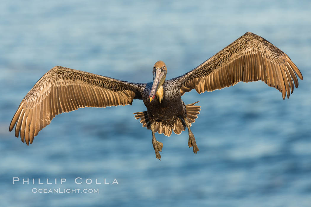 California brown pelican in flight. The wingspan of the brown pelican is over 7 feet wide. The California race of the brown pelican holds endangered species status. In winter months, breeding adults assume a dramatic plumage, Pelecanus occidentalis, Pelecanus occidentalis californicus, La Jolla