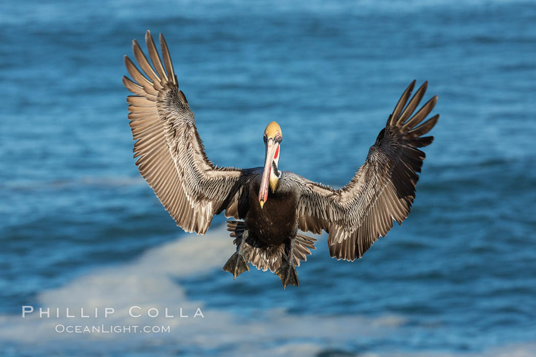 California brown pelican in flight. The wingspan of the brown pelican is over 7 feet wide. The California race of the brown pelican holds endangered species status. In winter months, breeding adults assume a dramatic plumage. La Jolla, USA, Pelecanus occidentalis, Pelecanus occidentalis californicus, natural history stock photograph, photo id 36706