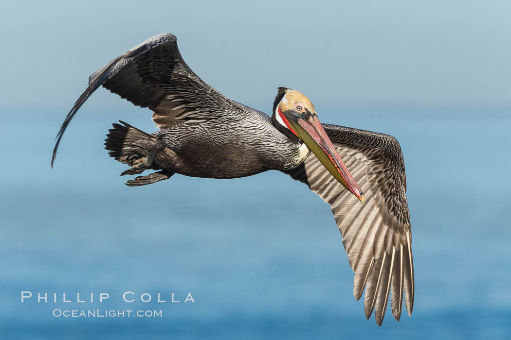 California brown pelican in flight. The wingspan of the brown pelican is over 7 feet wide. The California race of the brown pelican holds endangered species status. In winter months, breeding adults assume a dramatic plumage, Pelecanus occidentalis, Pelecanus occidentalis californicus, La Jolla