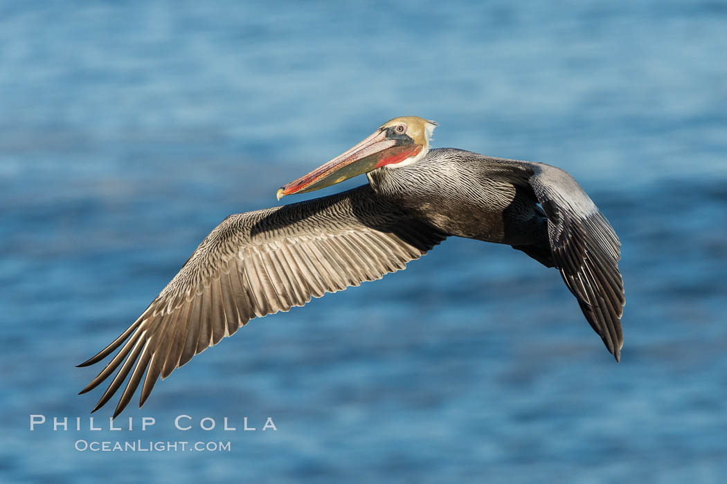 California brown pelican in flight. The wingspan of the brown pelican is over 7 feet wide. The California race of the brown pelican holds endangered species status. In winter months, breeding adults assume a dramatic plumage. La Jolla, USA, Pelecanus occidentalis, Pelecanus occidentalis californicus, natural history stock photograph, photo id 29091