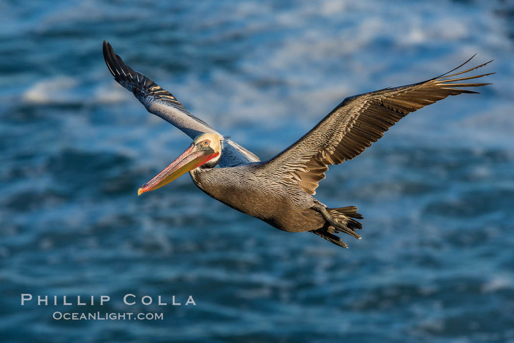 California brown pelican in flight. The wingspan of the brown pelican is over 7 feet wide. The California race of the brown pelican holds endangered species status. In winter months, breeding adults assume a dramatic plumage, Pelecanus occidentalis, Pelecanus occidentalis californicus, La Jolla