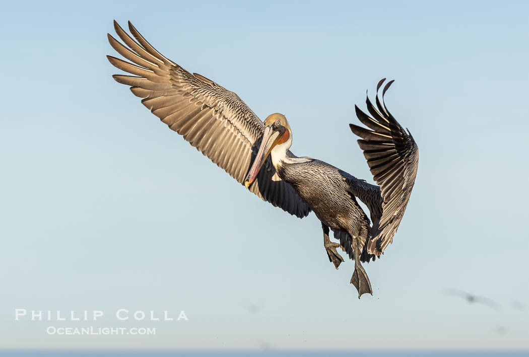 California Brown Pelican in flight, spreading wings wide to slow before landing on cliffs, Pelecanus occidentalis., Pelecanus occidentalis, Pelecanus occidentalis californicus, natural history stock photograph, photo id 38846