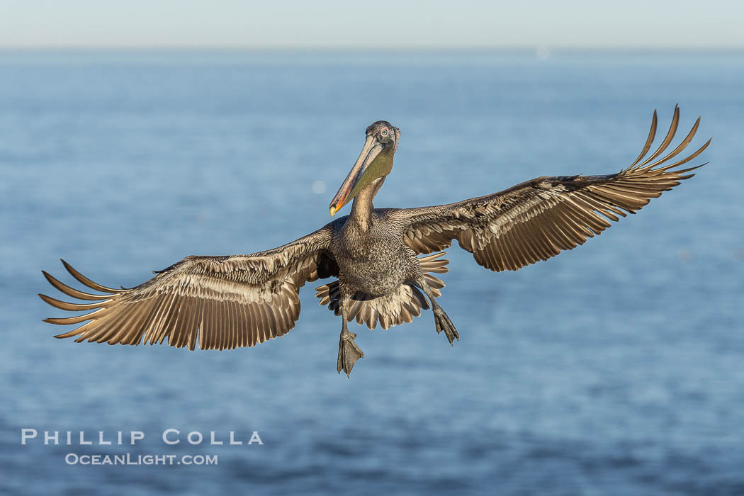 California Brown Pelican in flight, spreading wings wide to slow before landing on cliffs, Pelecanus occidentalis., Pelecanus occidentalis, Pelecanus occidentalis californicus, natural history stock photograph, photo id 38852
