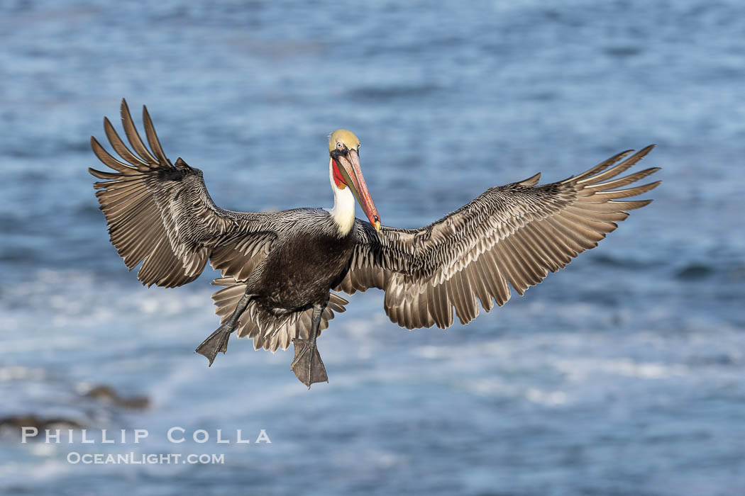 California Brown Pelican in flight, spreading wings wide to slow before landing on cliffs, Pelecanus occidentalis. La Jolla, USA, natural history stock photograph, photo id 38839