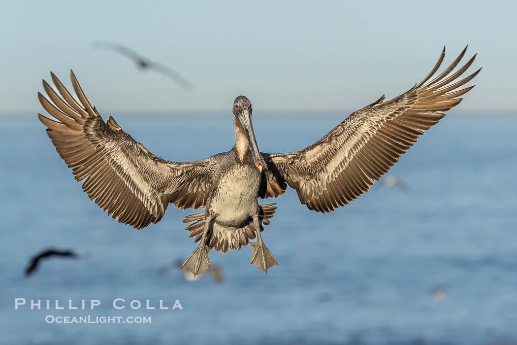 California Brown Pelican in flight, spreading wings wide to slow before landing on cliffs, Pelecanus occidentalis., Pelecanus occidentalis, Pelecanus occidentalis californicus, natural history stock photograph, photo id 38847