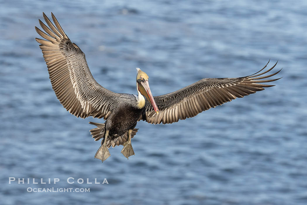 California Brown Pelican in flight, spreading wings wide to slow before landing on cliffs, Pelecanus occidentalis., Pelecanus occidentalis, Pelecanus occidentalis californicus, natural history stock photograph, photo id 38853