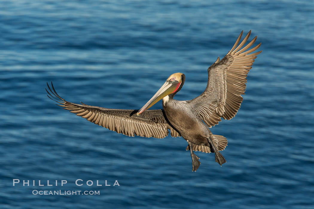 California brown pelican in flight. The wingspan of the brown pelican is over 7 feet wide. The California race of the brown pelican holds endangered species status. In winter months, breeding adults assume a dramatic plumage, Pelecanus occidentalis, Pelecanus occidentalis californicus, La Jolla