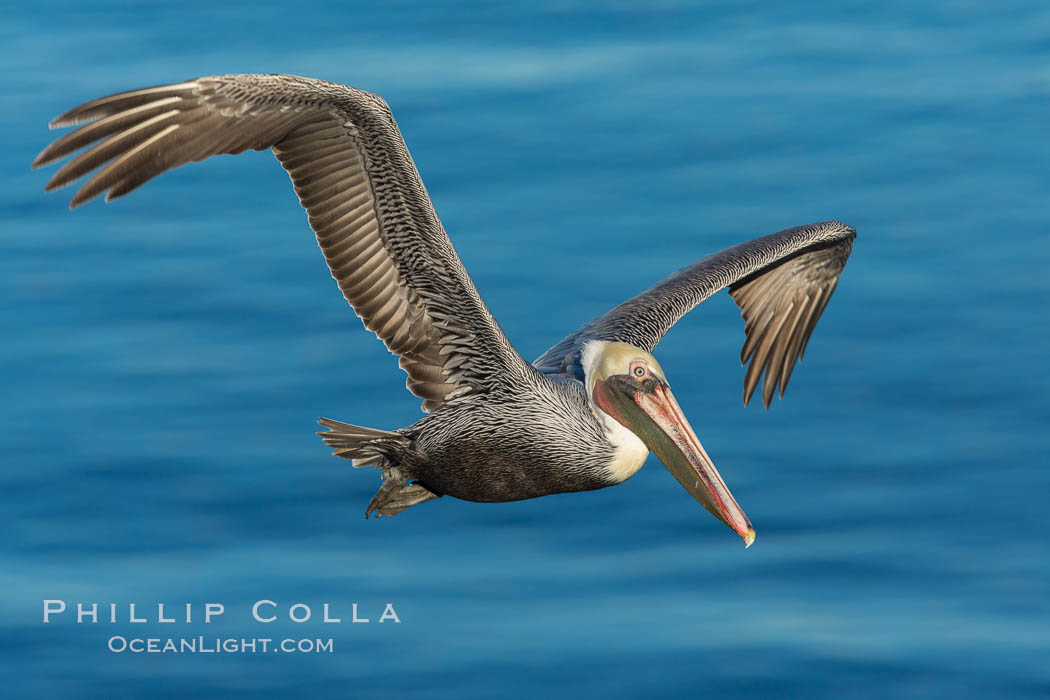 California brown pelican in flight. The wingspan of the brown pelican is over 7 feet wide. The California race of the brown pelican holds endangered species status. In winter months, breeding adults assume a dramatic plumage, Pelecanus occidentalis, Pelecanus occidentalis californicus, La Jolla