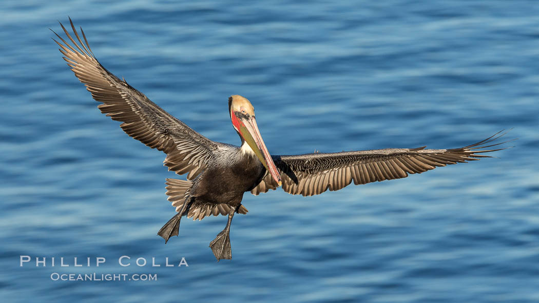 California brown pelican in flight. The wingspan of the brown pelican is over 7 feet wide. The California race of the brown pelican holds endangered species status. In winter months, breeding adults assume a dramatic plumage. La Jolla, USA, Pelecanus occidentalis, Pelecanus occidentalis californicus, natural history stock photograph, photo id 28992