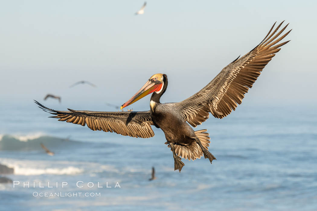 California brown pelican in flight, spreading wings wide to slow in anticipation of landing on seacliffs. La Jolla, USA, Pelecanus occidentalis, Pelecanus occidentalis californicus, natural history stock photograph, photo id 36680