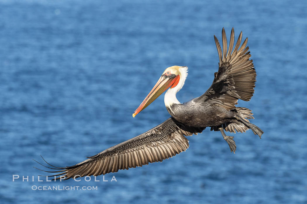 California brown pelican in flight, spreading wings wide to slow in anticipation of landing on seacliffs., Pelecanus occidentalis, Pelecanus occidentalis californicus, natural history stock photograph, photo id 37408