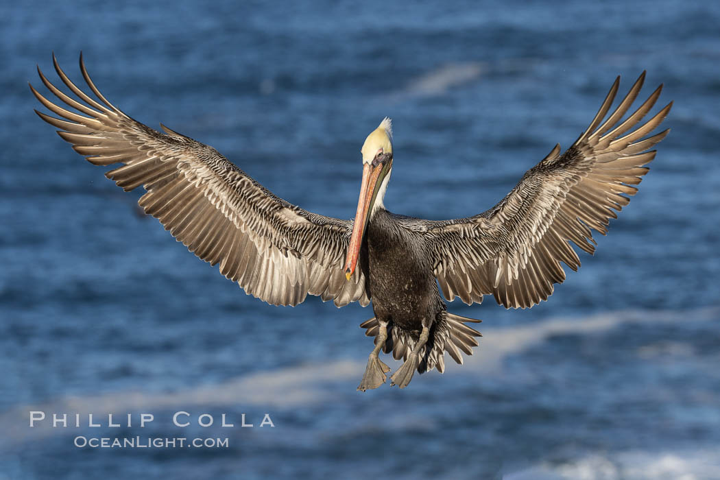 California brown pelican in flight, spreading wings wide to slow in anticipation of landing on seacliffs, Pelecanus occidentalis, Pelecanus occidentalis californicus