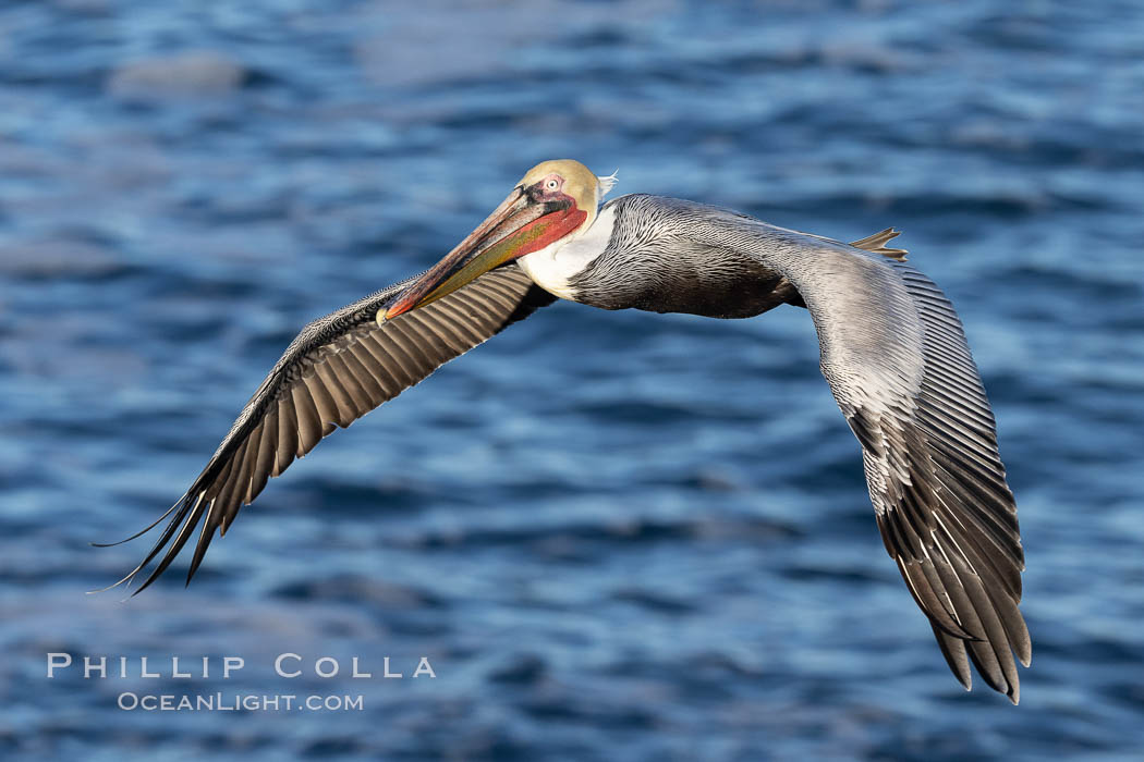 California Brown pelican in flight, soaring along sea cliffs above the ocean in La Jolla, California. The wingspan of the brown pelican is over 7 feet wide. The California race of the brown pelican holds endangered species status, Pelecanus occidentalis, Pelecanus occidentalis californicus