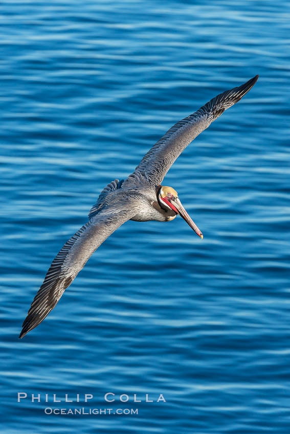 California brown pelican in flight. The wingspan of the brown pelican is over 7 feet wide. The California race of the brown pelican holds endangered species status. In winter months, breeding adults assume a dramatic plumage, Pelecanus occidentalis, Pelecanus occidentalis californicus, La Jolla