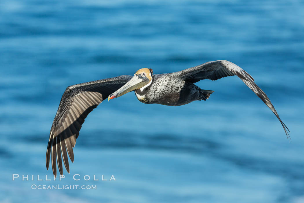 Brown pelican in flight. The wingspan of the brown pelican is over 7 feet wide. The California race of the brown pelican holds endangered species status. In winter months, breeding adults assume a dramatic plumage. La Jolla, USA, Pelecanus occidentalis, Pelecanus occidentalis californicus, natural history stock photograph, photo id 30379