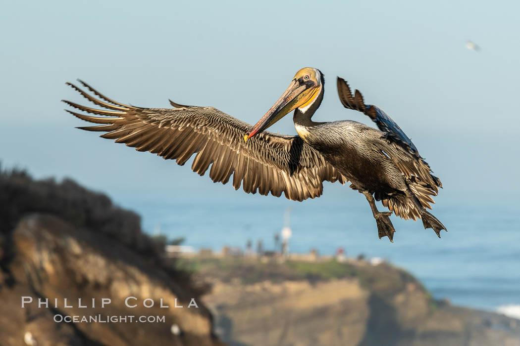 California brown pelican in flight, spreading wings wide to slow in anticipation of landing on seacliffs, Pelecanus occidentalis, Pelecanus occidentalis californicus, La Jolla