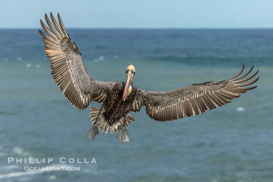 California brown pelican in flight, spreading wings wide to slow in anticipation of landing on seacliffs., Pelecanus occidentalis, Pelecanus occidentalis californicus, natural history stock photograph, photo id 36735
