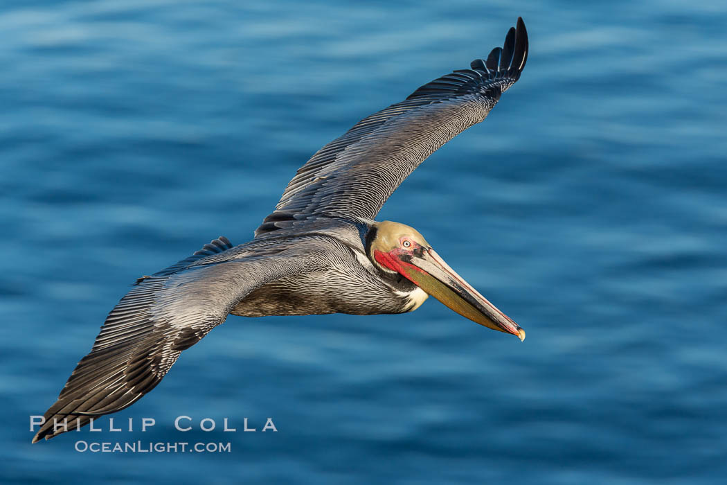 California brown pelican in flight. The wingspan of the brown pelican is over 7 feet wide. The California race of the brown pelican holds endangered species status. In winter months, breeding adults assume a dramatic plumage, Pelecanus occidentalis, Pelecanus occidentalis californicus, La Jolla