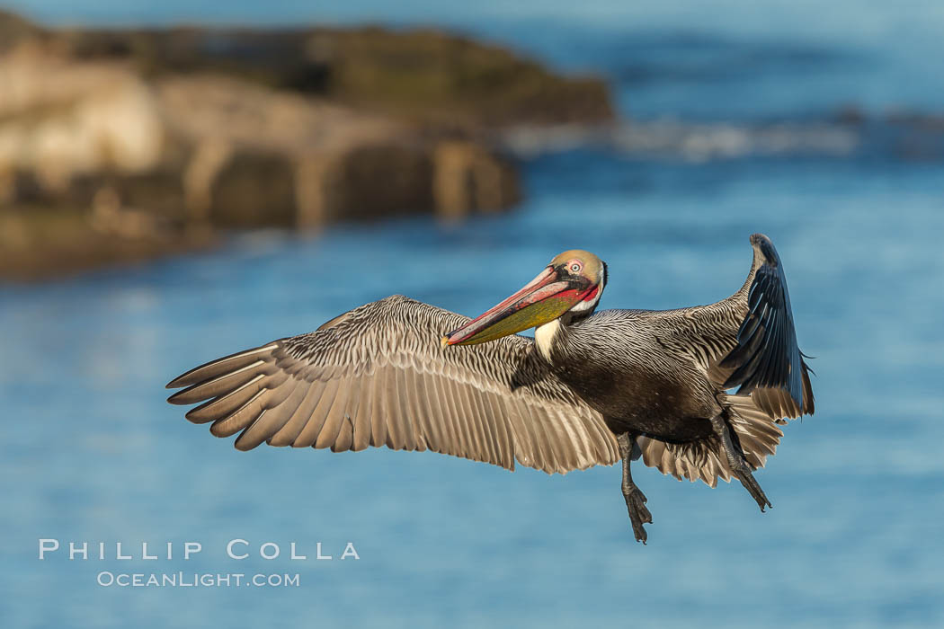 California brown pelican in flight. The wingspan of the brown pelican is over 7 feet wide. The California race of the brown pelican holds endangered species status. In winter months, breeding adults assume a dramatic plumage, Pelecanus occidentalis, Pelecanus occidentalis californicus, La Jolla