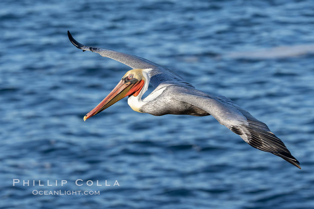 California Brown pelican in flight, soaring along sea cliffs above the ocean in La Jolla, California. The wingspan of the brown pelican is over 7 feet wide. The California race of the brown pelican holds endangered species status, Pelecanus occidentalis, Pelecanus occidentalis californicus