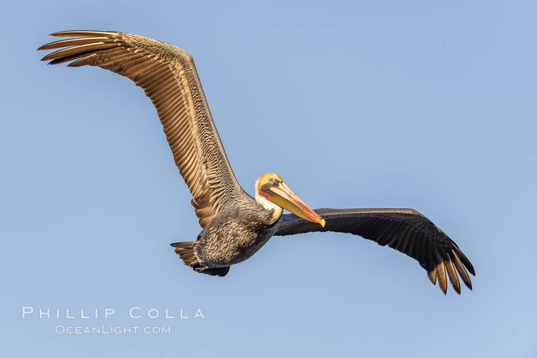 California Brown pelican in flight, soaring along sea cliffs above the ocean in La Jolla, California. The wingspan of the brown pelican is over 7 feet wide. The California race of the brown pelican holds endangered species status, Pelecanus occidentalis, Pelecanus occidentalis californicus