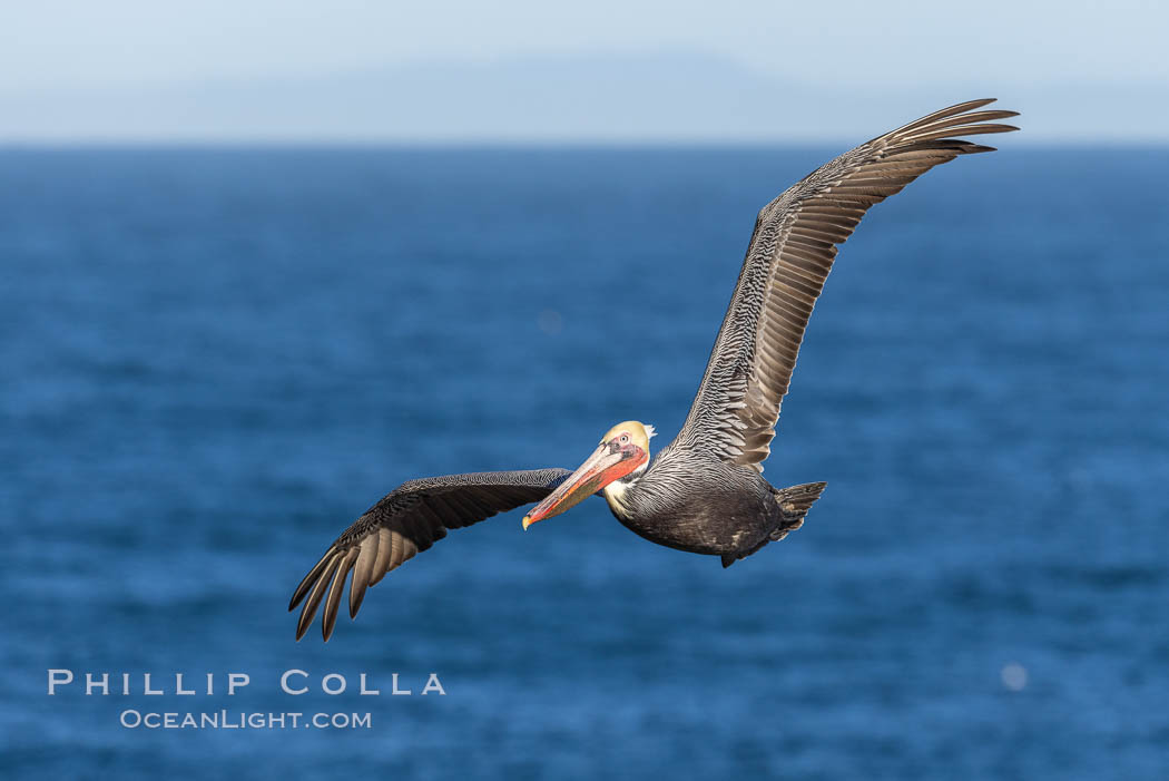 California Brown pelican in flight, soaring along sea cliffs above the ocean in La Jolla, California. The wingspan of the brown pelican is over 7 feet wide. The California race of the brown pelican holds endangered species status., Pelecanus occidentalis, Pelecanus occidentalis californicus, natural history stock photograph, photo id 37421