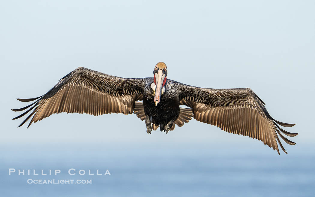 California brown pelican in flight with wings spread wide ready to land on ocean cliffs. La Jolla, USA, Pelecanus occidentalis californicus, Pelecanus occidentalis, natural history stock photograph, photo id 40110
