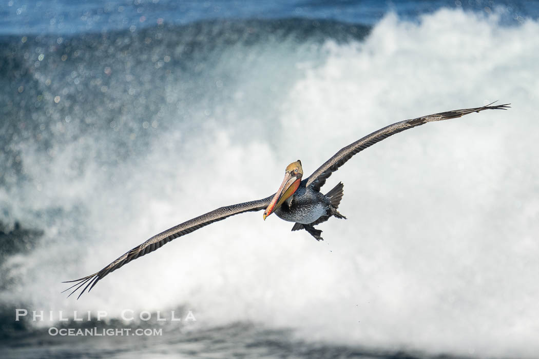 California Brown Pelican Flying in Front of a Big Wave in La Jolla, Pelecanus occidentalis californicus, Pelecanus occidentalis