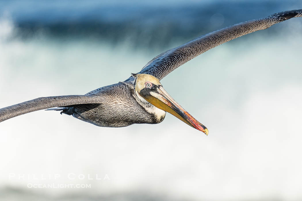 California Brown Pelican Flying in Front of a Big Wave in La Jolla. USA, Pelecanus occidentalis californicus, Pelecanus occidentalis, natural history stock photograph, photo id 40099