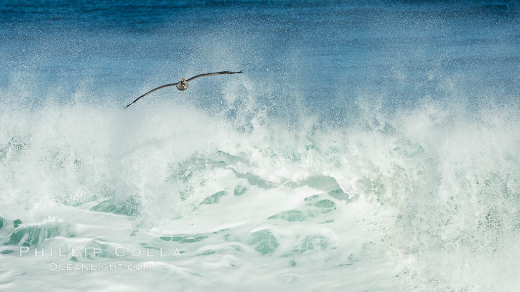 California Brown Pelican flying over a breaking wave, Pelecanus occidentalis, Pelecanus occidentalis californicus, La Jolla